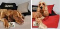 PERSONALIZOWANE LEGOWISKO DLA PSA 55x45cm WODOODPORNE KINGDOG PERSONALIZOWANE LEGOWISKO DLA PSA 55x45cm WODOODPORNE KINGDOG