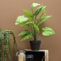 Sztuczna roślina Alocasia 55cm Sztuczna roślina Alocasia 55cm