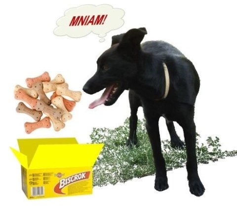 Pedigree Biscrok Ciasteczka Dla Dorosłych Psów W Kształcie Kostek Z Jagnięciną, Kurczakiem I Wołowiną 500g Pedigree Biscrok Ciasteczka Dla Dorosłych Psów W Kształcie Kostek Z Jagnięciną, Kurczakiem I Wołowiną 500g
