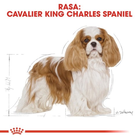 ROYAL CANIN Cavalier King Charles Spaniel Adult 1,5kg ROYAL CANIN Cavalier King Charles Spaniel Adult 1,5kg