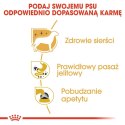 ROYAL CANIN Chihuahua Adult 12x85g ROYAL CANIN Chihuahua Adult 12x85g