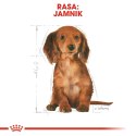 ROYAL CANIN Dachshund Puppy 1,5kg ROYAL CANIN Dachshund Puppy 1,5kg