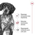 ROYAL CANIN Medium Ageing 10+ 15kg ROYAL CANIN Medium Ageing 10+ 15kg