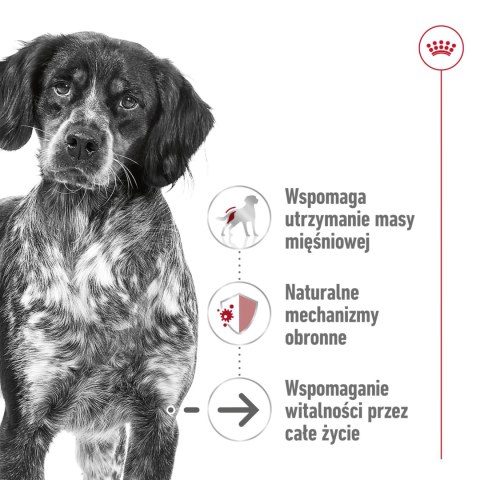 ROYAL CANIN Medium Ageing 10+ 15kg ROYAL CANIN Medium Ageing 10+ 15kg