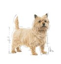 ROYAL CANIN CCN Mini Light Weight Care 3kg ROYAL CANIN CCN Mini Light Weight Care 3kg