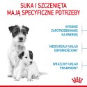 ROYAL CANIN Mini Starter Mother & Babydog 8kg ROYAL CANIN Mini Starter Mother & Babydog 8kg