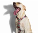 ZEE DOG Szelki Dla Psa Mahalo L ZEE DOG Szelki Dla Psa Mahalo L