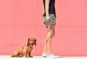 ZEE DOG Smycz Phantom XS ZEE DOG Smycz Phantom XS