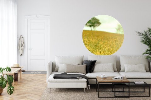 Fototapeta Okrągła Późne Popołudnie Na Łące Fototapeta Okrągła Późne Popołudnie Na Łące