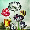 Fototapeta Okrągła Tulipany Fototapeta Okrągła Tulipany