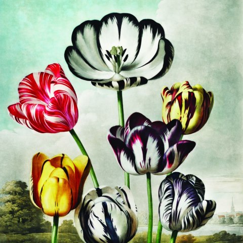 Fototapeta Okrągła Tulipany Fototapeta Okrągła Tulipany