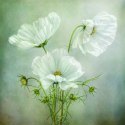 Fototapeta Okrągła Urok Kosmosu Autorstwa Mandy Disher Fototapeta Okrągła Urok Kosmosu Autorstwa Mandy Disher