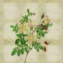 Fototapeta Okrągła Rycina Botaniczna W Stylu Vintage Ii Fototapeta Okrągła Rycina Botaniczna W Stylu Vintage Ii