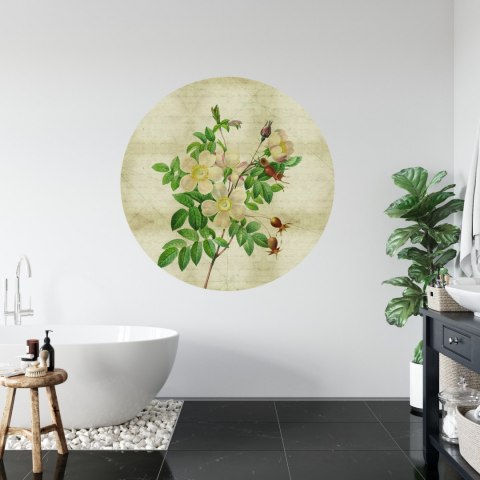 Fototapeta Okrągła Rycina Botaniczna W Stylu Vintage Ii Fototapeta Okrągła Rycina Botaniczna W Stylu Vintage Ii