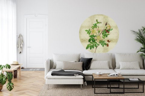 Fototapeta Okrągła Rycina Botaniczna W Stylu Vintage Ii Fototapeta Okrągła Rycina Botaniczna W Stylu Vintage Ii