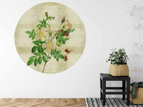 Fototapeta Okrągła Rycina Botaniczna W Stylu Vintage Ii Fototapeta Okrągła Rycina Botaniczna W Stylu Vintage Ii