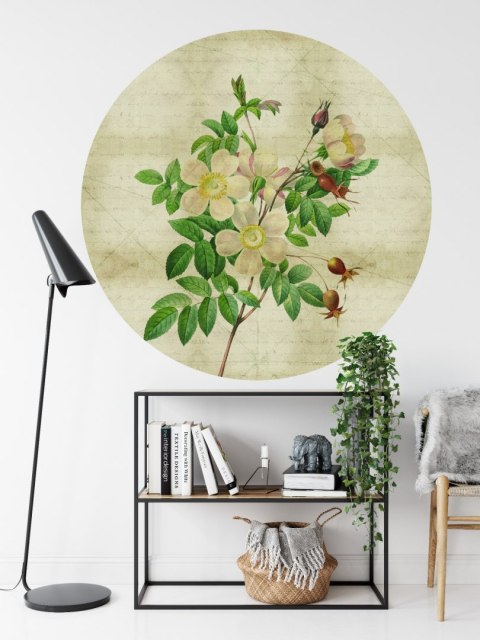 Fototapeta Okrągła Rycina Botaniczna W Stylu Vintage Ii Fototapeta Okrągła Rycina Botaniczna W Stylu Vintage Ii