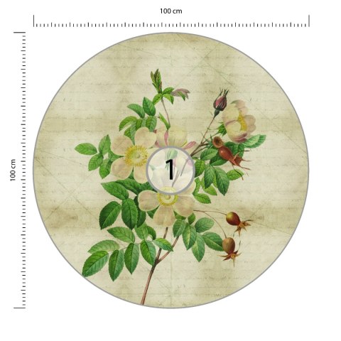 Fototapeta Okrągła Rycina Botaniczna W Stylu Vintage Ii Fototapeta Okrągła Rycina Botaniczna W Stylu Vintage Ii