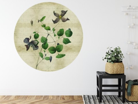 Fototapeta Okrągła Rycina Botaniczna W Stylu Vintage Iii Fototapeta Okrągła Rycina Botaniczna W Stylu Vintage Iii