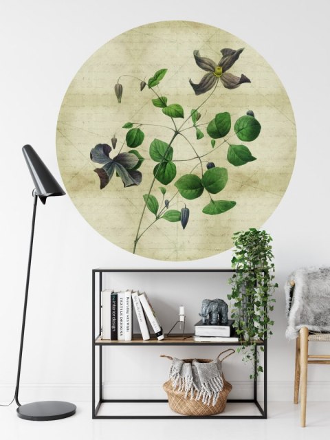 Fototapeta Okrągła Rycina Botaniczna W Stylu Vintage Iii Fototapeta Okrągła Rycina Botaniczna W Stylu Vintage Iii