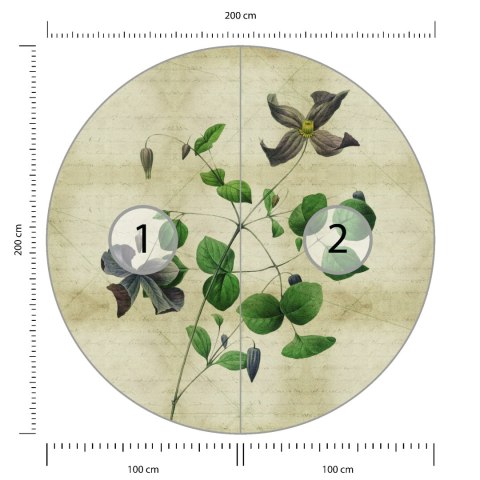 Fototapeta Okrągła Rycina Botaniczna W Stylu Vintage Iii Fototapeta Okrągła Rycina Botaniczna W Stylu Vintage Iii