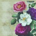 Fototapeta Okrągła Rycina Botaniczna W Stylu Vintage V Fototapeta Okrągła Rycina Botaniczna W Stylu Vintage V