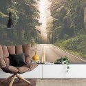 Fototapeta Droga W Amerykańskim Lesie Fototapeta Droga W Amerykańskim Lesie