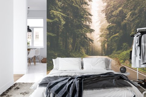 Fototapeta Droga W Amerykańskim Lesie Fototapeta Droga W Amerykańskim Lesie