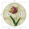 Fototapeta Okrągła Rycina Botaniczna W Stylu Vintage Iv