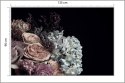 Fototapeta Bukiet W Peoniami I Różami