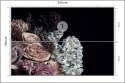 Fototapeta Bukiet W Peoniami I Różami
