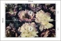 Fototapeta Kolorowe Piwonie Vintage Fototapeta Kolorowe Piwonie Vintage