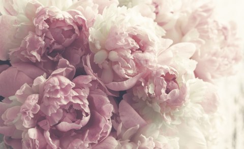Fototapeta Kwitnące Peonie Fototapeta Kwitnące Peonie