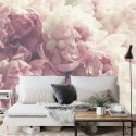 Fototapeta Kwitnące Peonie Fototapeta Kwitnące Peonie