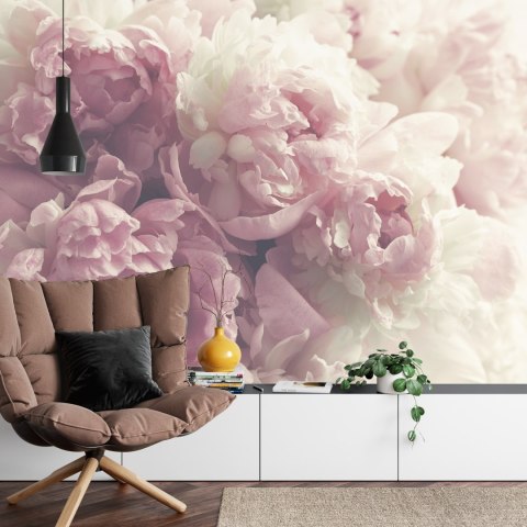 Fototapeta Kwitnące Peonie Fototapeta Kwitnące Peonie