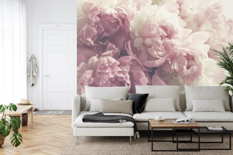 Fototapeta Kwitnące Peonie Fototapeta Kwitnące Peonie