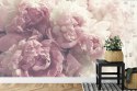 Fototapeta Kwitnące Peonie Fototapeta Kwitnące Peonie