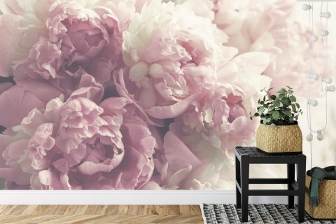Fototapeta Kwitnące Peonie Fototapeta Kwitnące Peonie