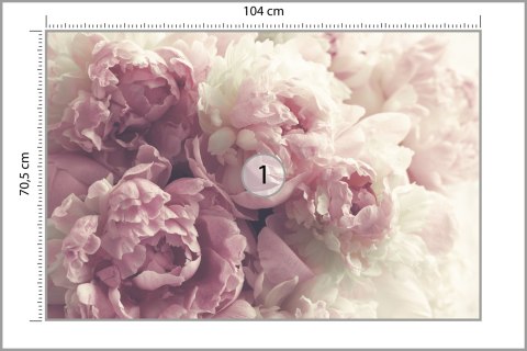 Fototapeta Kwitnące Peonie Fototapeta Kwitnące Peonie