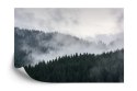 Fototapeta Mglisty Las Sosnowy Fototapeta Mglisty Las Sosnowy