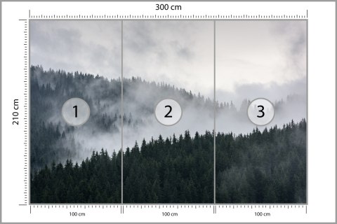 Fototapeta Mglisty Las Sosnowy Fototapeta Mglisty Las Sosnowy