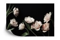Fototapeta Peonie I Zielone Liście Fototapeta Peonie I Zielone Liście