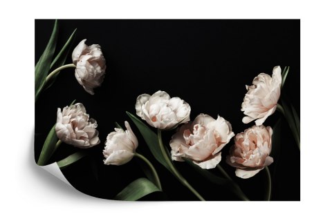 Fototapeta Peonie I Zielone Liście Fototapeta Peonie I Zielone Liście
