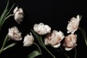 Fototapeta Peonie I Zielone Liście Fototapeta Peonie I Zielone Liście
