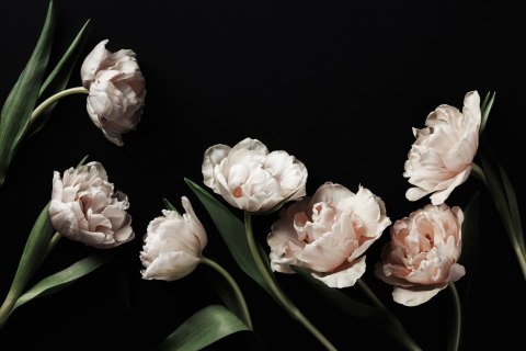Fototapeta Peonie I Zielone Liście Fototapeta Peonie I Zielone Liście