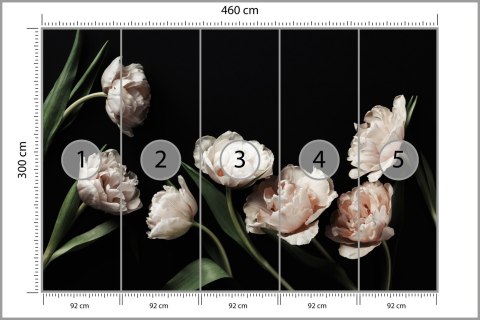 Fototapeta Peonie I Zielone Liście Fototapeta Peonie I Zielone Liście