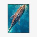 Plakat Wieloczęściowy Wieloryb Pływający W Błękitnym Oceanie Rama Aluminiowa Kolor Czarny