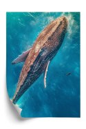 Plakat Wieloczęściowy Wieloryb Pływający W Błękitnym Oceanie Rama Aluminiowa Kolor Czarny
