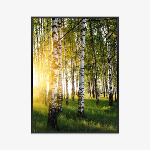 Plakat Wieloczęściowy Wczesny Słoneczny Poranek W Brzozowym Gaju Rama Aluminiowa Kolor Czarny