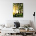 Plakat Wieloczęściowy Wczesny Słoneczny Poranek W Brzozowym Gaju Rama Aluminiowa Kolor Czarny